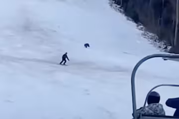 медведь гонится за лыжником, скриншот с видео