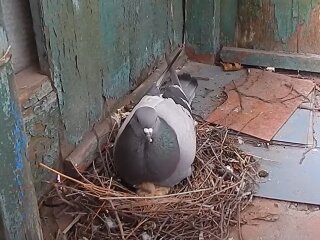 Голуби, фото: youtube