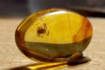 Ученые нашли следы доисторических приматов в куске янтаря