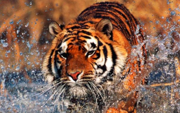 В Росії тигр атакував жінку: шокуючі фото