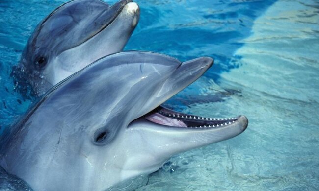 Із кримським вченим заговорили дельфіни
