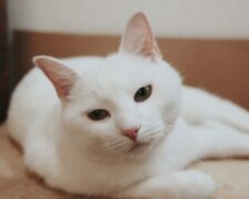 Білий кіт