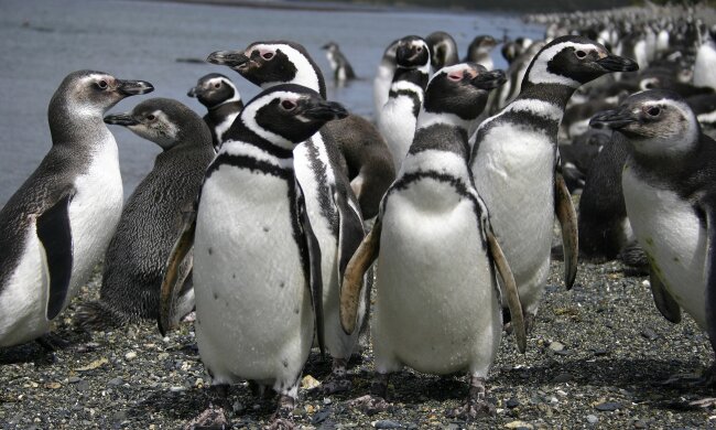 Пингвины. Фото: Википедия.