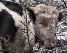 Корова, фото: скріншот з відео