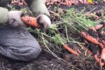Вирощування моркви, скріншот відео