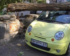 Дерево впало на дві машини в Одесі (фото)