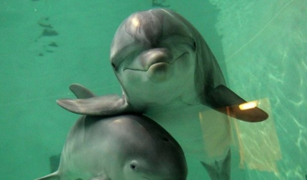 Дельфин попытался отобрать у рыбака телефон (видео)