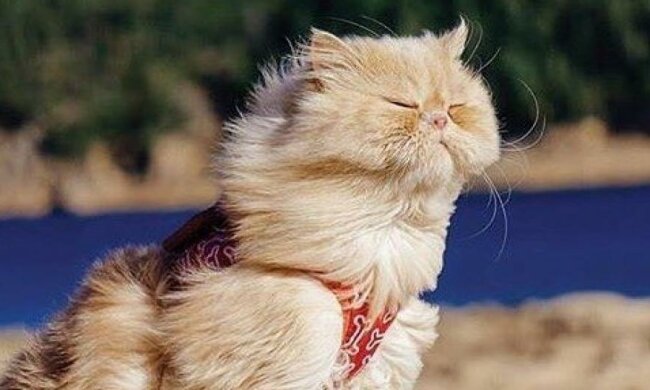 Коты-экстремалы (фото)