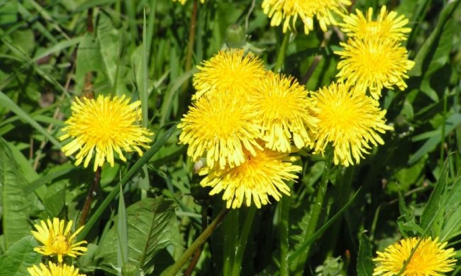 Весна победила: в Украине зацвели первые одуванчики