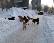 Бойцовские собаки насмерть истерзали младенца: подробности жуткой трагедии