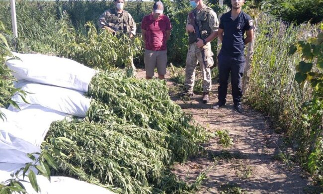Плантация конопли, фото: Одесса онлайн