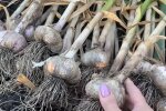 Часник, скріншот з відео