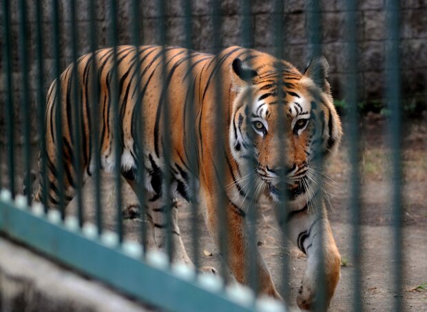 Тигр в зоопарке, Epochtimes
