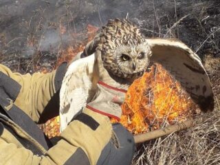 Врятована під час пожежі сова. ДСНС