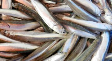 Риба та морепродукти у супермаркеті