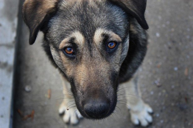 Міжнародні експерти вказали на кричущі злочини над тваринами в Україні: це нелюдяно