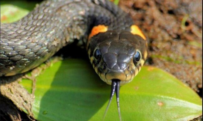 Змії в лісі: як врятуватися від укусів на відпочинку