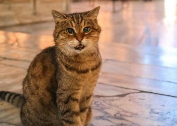 Кошка Гли, фото: Instagram