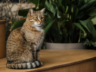 Котик, фото из соцсетей