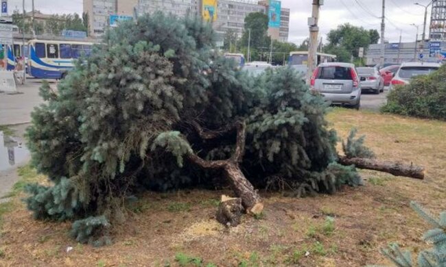 У Дніпрі нарубали ялинок на пiвтора мільйони, городяни впізнали "почерк" Філатова