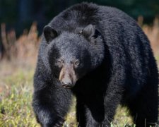 Ведмідь загриз бігуна під час змагань