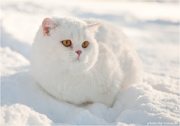 Голодный кот прорвался сквозь снежную стену (видео)
