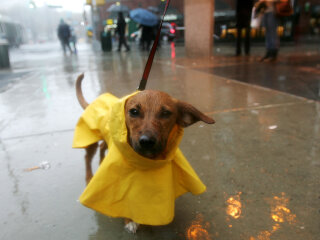 собака, фото Gettyimages