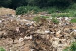 Мертві тушки худоби / фото: Полтавська Думка