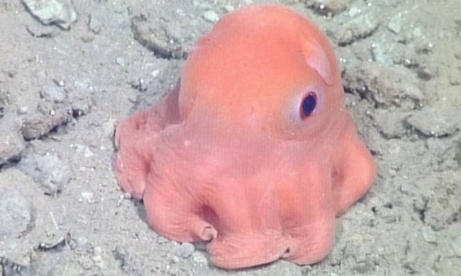 Вчені виявили мультяшного восьминога