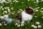 Вихідні на Великдень 2020, pexels.com
