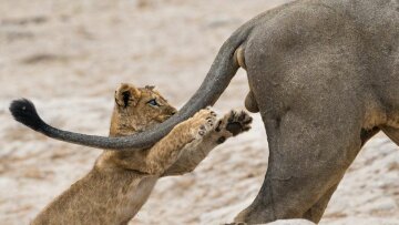 Найкращі кадри природи, фото: Comedy Wildlife Photography Awards