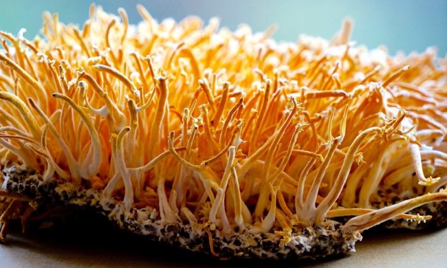 Артрит запропонували лікувати моторошними паразитами