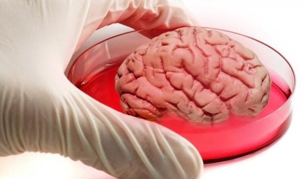 Человеческий мозг впервые вырастили в лаборатории