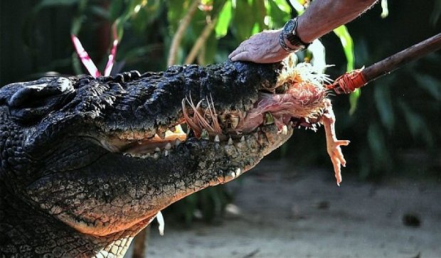 112 років виповнилось найстарішому крокодилу у світі