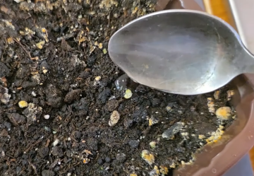 Питательный настой для рассады, кадр с видео