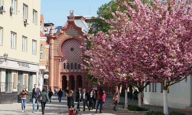 Цветение сакуры в Киеве, Униан