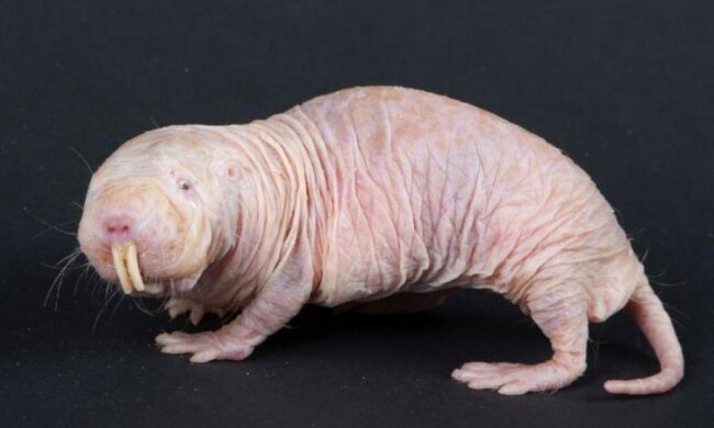 Ця тваринка врятує людство: секрет вічного життя розкрито