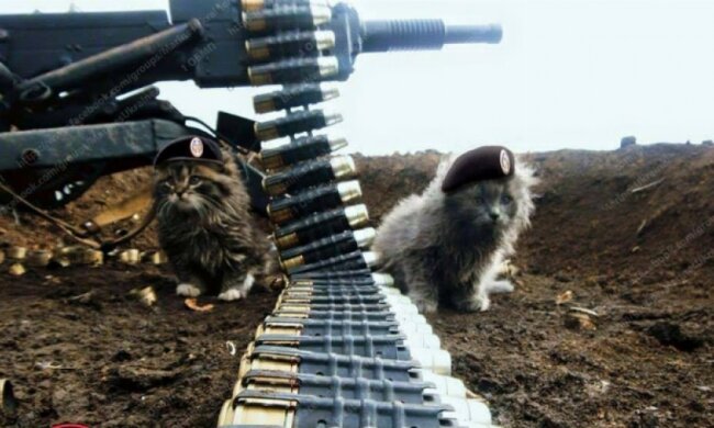 Військові показали легендарних котиків - Град та Ураган (фото)