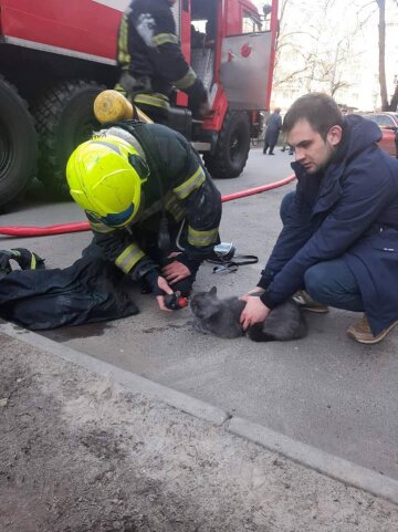 У Києві врятували кота з пожежі, фото: Facebook ДСНС України