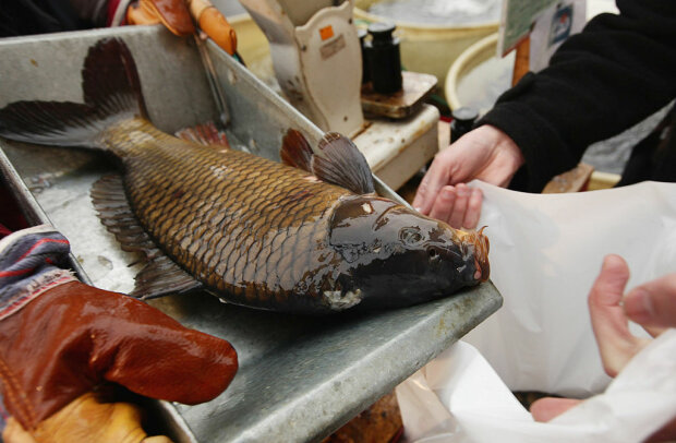 Риба, фото: Getty Images