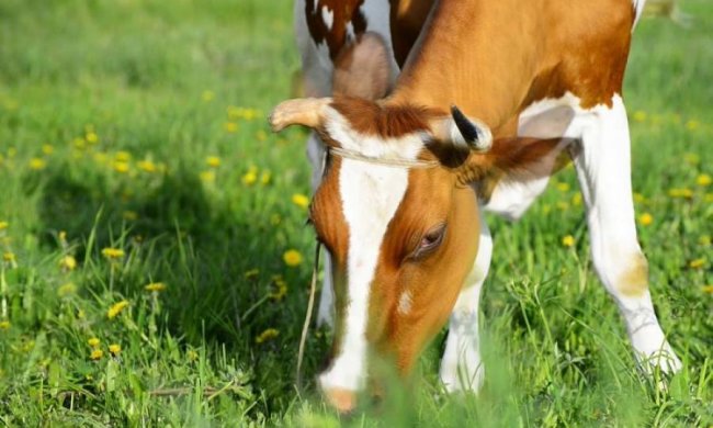 Матвій Змієсос 22 серпня: історія і традиції свята