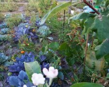 Цвіт яблуні, фото facebook