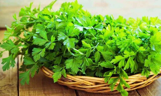 Петрушка для вечной молодости: диетологи рассказали о необычных свойствах растения