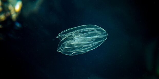 Прісноводні медузи заселили Дніпро, фото: Shutterstock