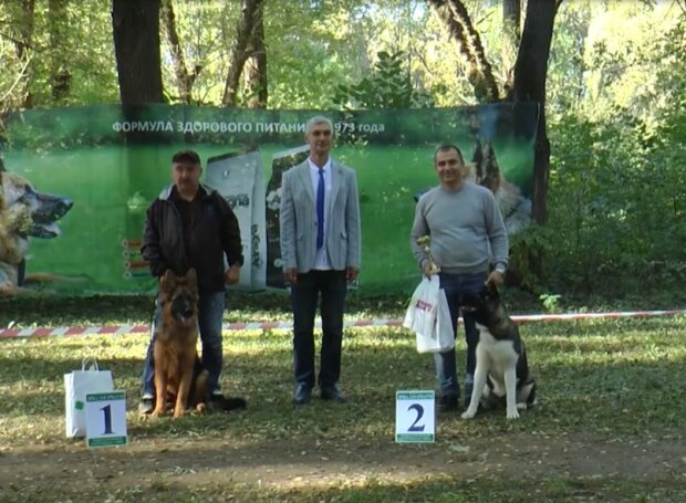 В Ужгороде провели выставку собак "Звезда Закарпатья", скриншот