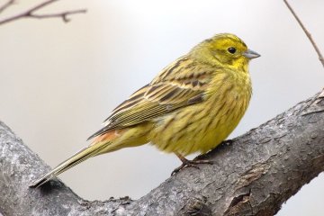 Вівсянки 3 березня: історія і традиції свята