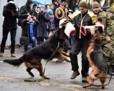 У Маріуполі відкрили новий кінологічний комплекс (фото)
