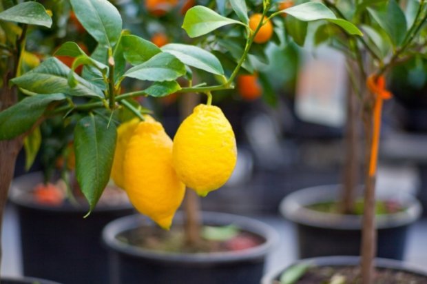 Как вырастить лимон из косточки: сам себе садовод