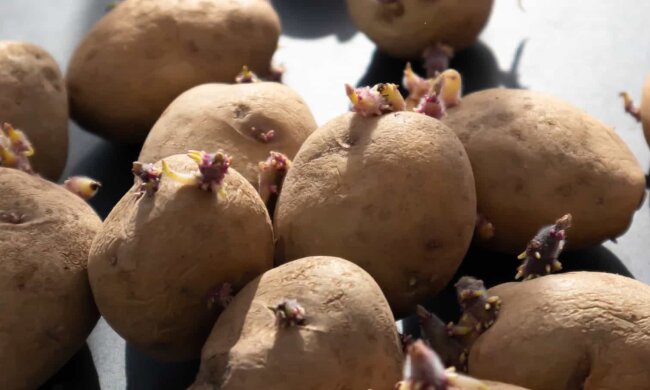 Проросший картофель, фото vegan.rocks