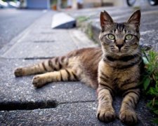 Волосся дибки: нелюд-шкуродер перетворив безпритульних котів на фарш